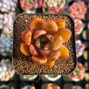 Echeveria 'Cheetos' 1"-2" New Hybrid Succulent Plant Cutting
