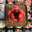 Echeveria 'Cheetos' 1"-2" New Hybrid Succulent Plant Cutting