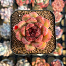 Echeveria 'Tinker Lenny' Red Type 2" Flower Village Hybrid Succulent Plant Cutting