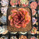 Echeveria 'Tinker Lenny' Red Type 2" Flower Village Hybrid Succulent Plant Cutting