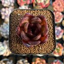 Echeveria 'Black Machine' 1"-2" New Hybrid Succulent Plant Cutting