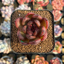 Echeveria 'Black Machine' 1"-2" New Hybrid Succulent Plant Cutting