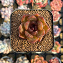 Echeveria 'Black Machine' 1"-2" New Hybrid Succulent Plant Cutting