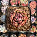 Echeveria 'Día' 2" New Hybrid Succulent Plant Cutting
