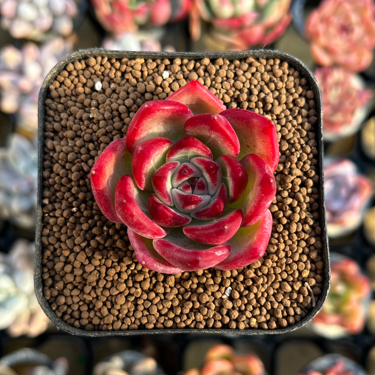 Echeveria sp. 1" Seed-Grown Hybrid Succulent Plant Cutting