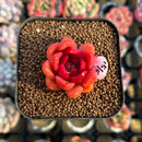 Echeveria 'Red Gilva' 1" Succulent Plant Cutting