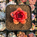 Echeveria 'Red Gilva' 1" Succulent Plant Cutting