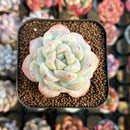 Echeveria 'Icy Green' 2" Succulent Plant Cutting