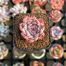 Echeveria 'Laura' 1" Succulent Plant Cutting