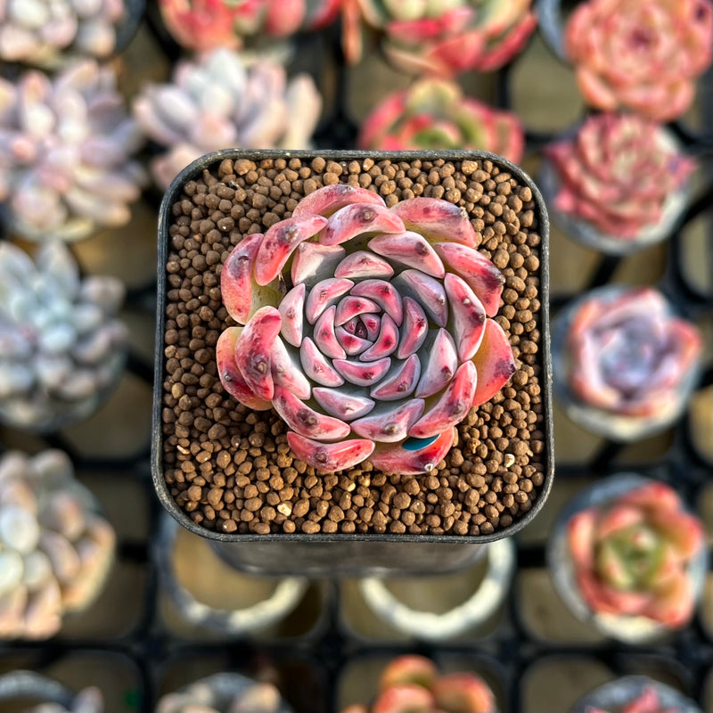 laura succulents Echeveria 'Laura' 1" Succulent Plant Cutting