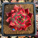 Echeveria Agavoides 'Frank Reinelt' 3" Succulent Plant Cutting