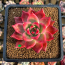 Echeveria Agavoides 'Frank Reinelt' 3" Succulent Plant Cutting