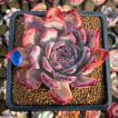 Echeveria 'Colorata' 3" Succulent Plant Cutting