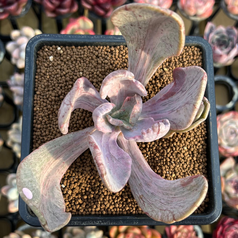 jocelyn's joy succulent Pachyveria 'Jocelyns Joy' Variegated 3