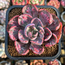 Echeveria 'Beyonce' Variegated 2"-3" Succulent Plant Cutting