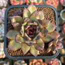 Echeveria 'Black Rose' 2" Succulent Plant Cutting