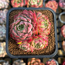 Echeveria 'Charles Rose' 2"-3" Succulent Plant Cutting