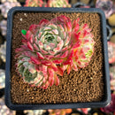 Echeveria 'Charles Rose' 2"-3" Succulent Plant Cutting