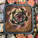 Echeveria sp. 2" Seed-Grown Hybrid Succulent Plant Cutting