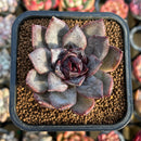 Echeveria sp. 2" Seed-Grown Hybrid Succulent Plant Cutting