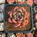 Echeveria 'Yeon Hwa' 2" Succulent Plant Cutting