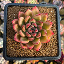 Echeveria sp. 3" Seed-Grown Hybrid Succulent Plant Cutting