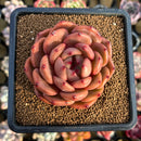Echeveria 'Pink Champaign' 3" Succulent Plant