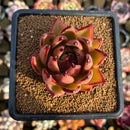 Echeveria sp. 2" Seed-Grown Hybrid Succulent Plant Cutting