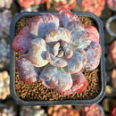 Echeveria 'Hearts Delight' 2" Succulent Plant Cutting