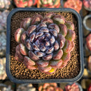 Echeveria 'Gem Stone' 2" New Hybrid Succulent Plant Cutting