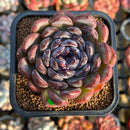 Echeveria 'Gem Stone' 2" New Hybrid Succulent Plant Cutting