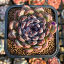 Echeveria 'Gem Stone' 2" New Hybrid Succulent Plant Cutting