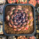 Echeveria 'Gem Stone' 2" New Hybrid Succulent Plant Cutting