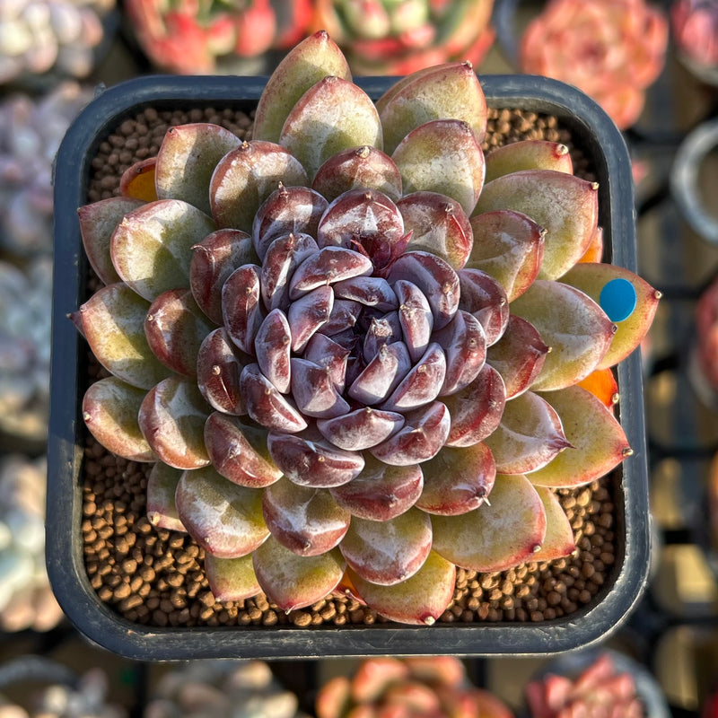 succulent gems Echeveria 'Gem Stone' 2" New Hybrid Succulent Plant Cutting