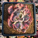 Echeveria 'Beyonce' Variegated 2"-3" Succulent Plant Cutting