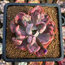 Echeveria 'Beyonce' Variegated 2"-3" Succulent Plant Cutting
