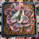 Echeveria 'Beyonce' Variegated 2"-3" Succulent Plant Cutting