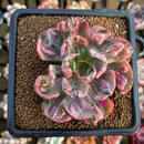 Echeveria 'Beyonce' Variegated 2"-3" Succulent Plant Cutting