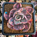 Echeveria 'Beyonce' Variegated 2"-3" Succulent Plant Cutting