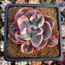 Echeveria 'Beyonce' Variegated 2"-3" Succulent Plant Cutting