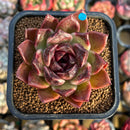 Echeveria 'Fushike' 2" Succulent Plant Cutting
