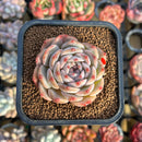 Echeveria 'Icy green' x 'Monroe' 2" Succulent Plant