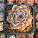 Echeveria 'Icy green' x 'Monroe' 2" Succulent Plant