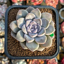 Graptoveria 'Highstone' 3" Succulent Plant
