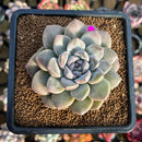 Graptoveria 'Highstone' 3" Succulent Plant