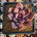 Echeveria 'Pink Tulip' 2"-3" New Hybrid Succulent Plant Cutting