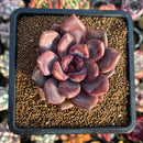 Echeveria 'Pink Tulip' 2"-3" New Hybrid Succulent Plant Cutting