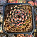 Echeveria 'Pink Stella' 2" Succulent Plant