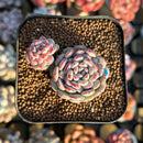Echeveria 'Palvin' 2" Succulent Plant Cutting