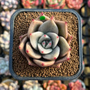 Echeveria 'Nutchi' 2" Succulent Plant Cutting